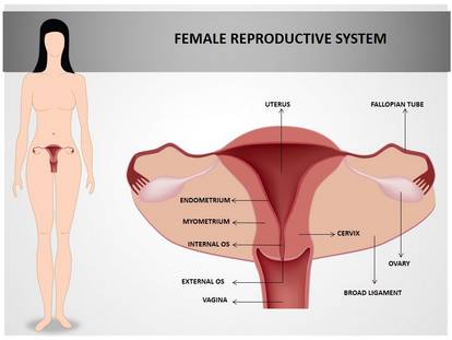 Free Female Reproductive System Medical Powerpoint Template For Medical