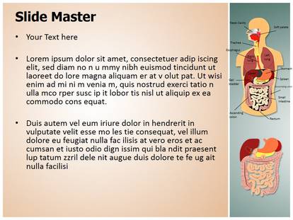 Free Digestive System Medical PowerPoint Template For Medical ...