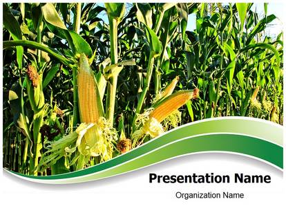 Free Corn Field Medical Medical PowerPoint Template For Medical ...