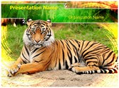Bengal Tiger Template